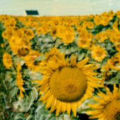 Good Morning © Lorraine Parow