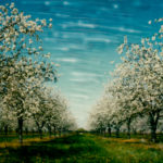 Cherry Blossoms © Lorraine Parow