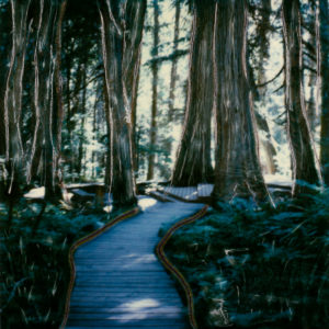 Emily C © Lorraine Parow