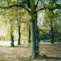 Nature's Paint Brush © Lorraine Parow