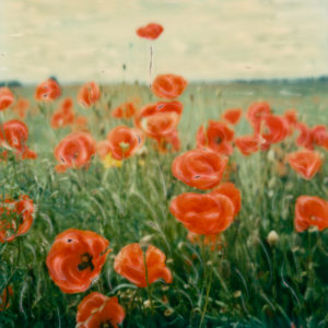 Puffs Of Wild Poppies I © Lorraine Parow