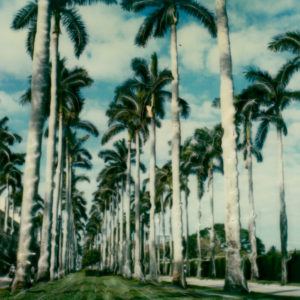 Tropical Giants © Lorraine Parow