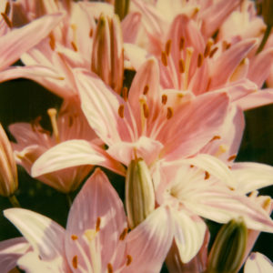 Ode To Lilly © Lorraine Parow